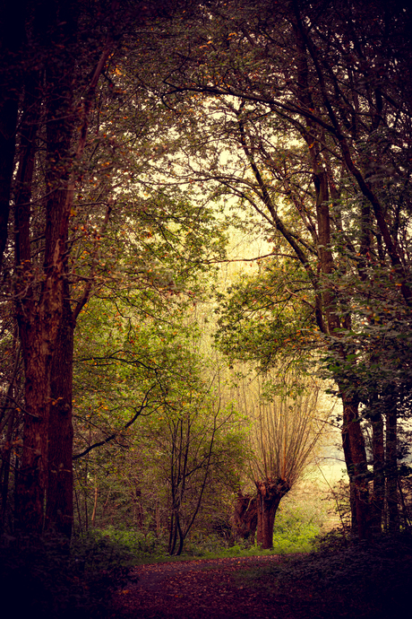 Doorgang in het herfstbos