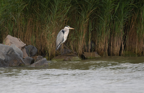 Een Blauwe reiger, op een mooie zomeravond aan het Markermeer.