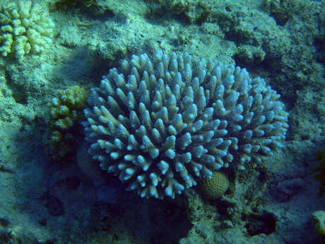 Het leven in de rode zee : Fingr coral