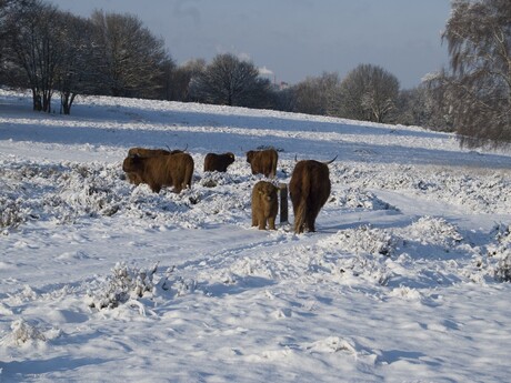 Het was koud op de Mookerheide