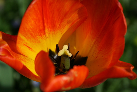 Red flower