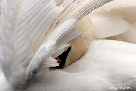 Close up van de zwaan