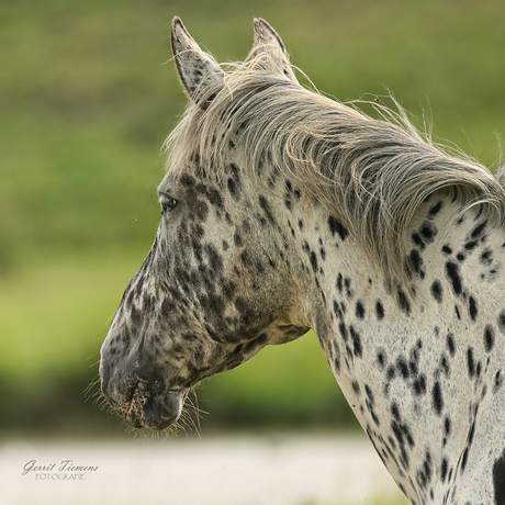 Paardenhoofd