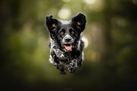 Bailey incoming 🪽