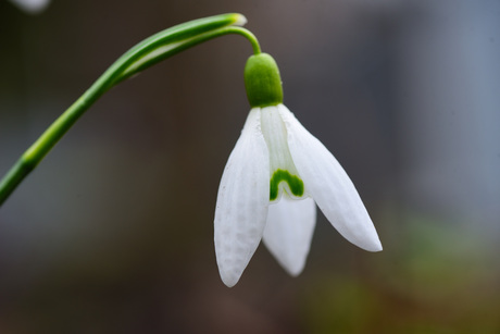 sneeuwklokje
