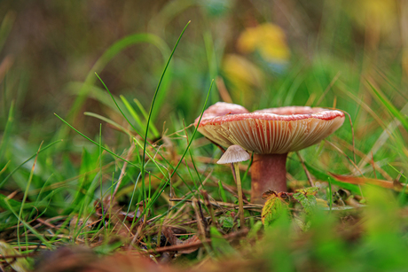 Jong en oud gaan goed samen