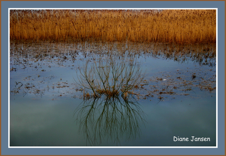 Mooi stukje natuurgebied