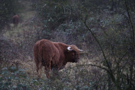 Schotse hooglanders bij regen 