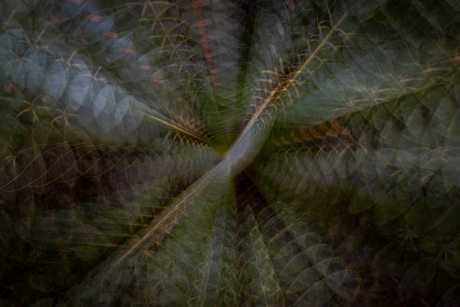 Structuur in de natuur.