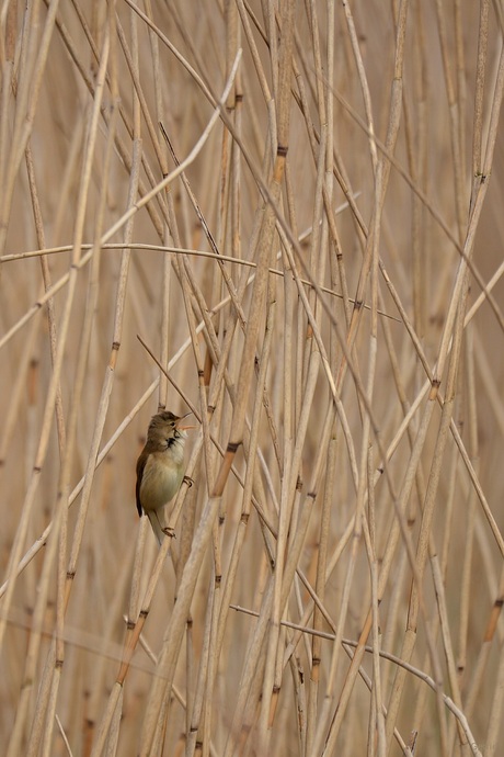 gevangen in het riet