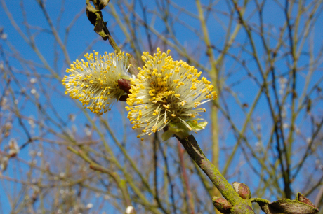 begin van de lente