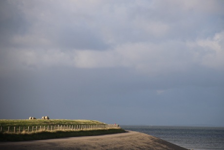 Schapen op waddendijk Texel