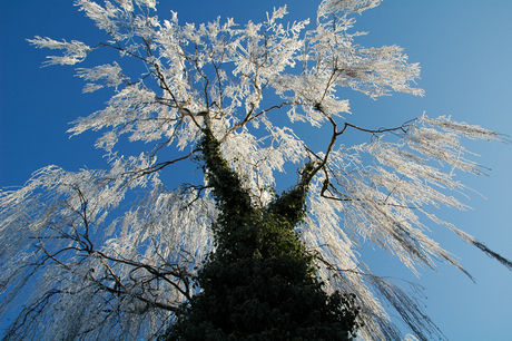 Winter in Zyfflich