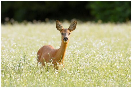 Hinde op de bussemer heide