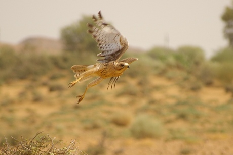 Opvliegende Roofvogel
