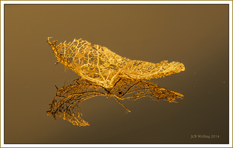 leaf skeleton in gold