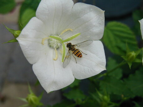 Bij op Campanula