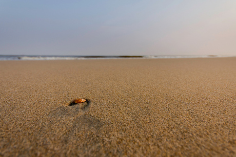 Schelp op strand