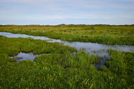 Duinlandschap Texel