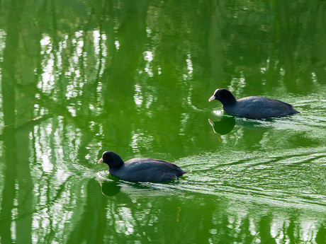 Meerkoeten zwemmen in het groene water.
