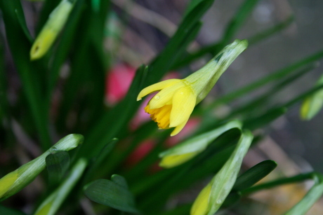 Voorjaar of een Narcis