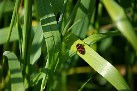 Een Bloedcicade op een blad.