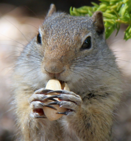 Squirrel Yellowstone Park Amerika