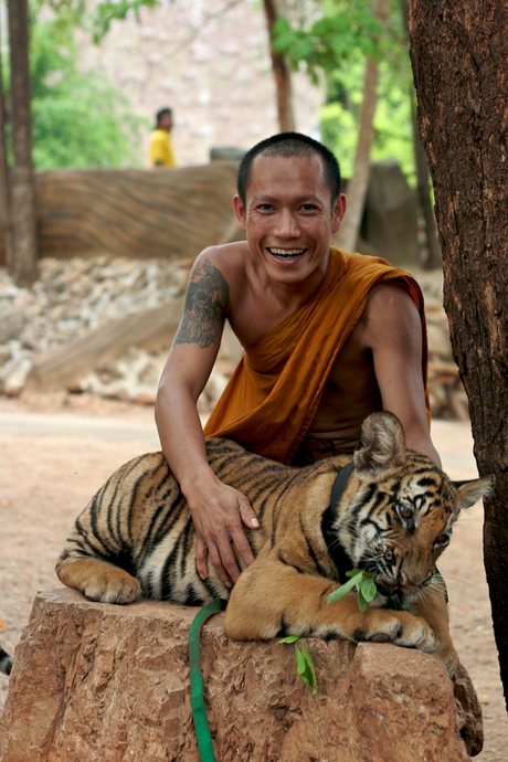Tiger Temple, Kanchanaburi - Thailand
