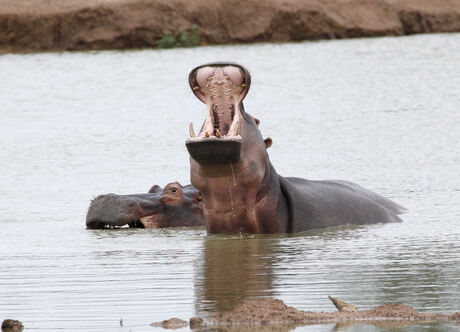 luie nijlpaarden in Zuid-Afrika