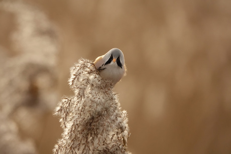 Baardmannetje in het riet