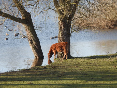 Drinkend kalfje tussen de Romeinse wilgenbomen, 2026