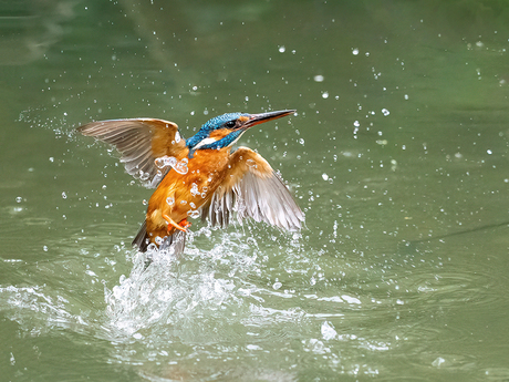 IJsvogel