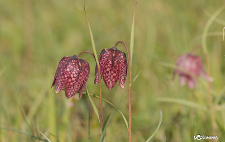 De Wilde kievitsbloem