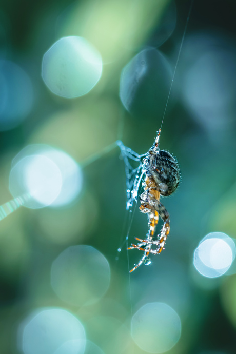 Kruisspin vangt een druppel 