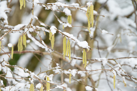 Hazelaar in de sneeuw