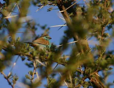 Blue Waxbill