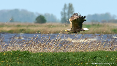 Jagende Zeearend