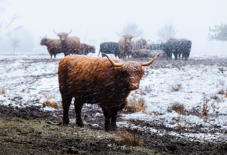 Schotse hooglanders in de sneeuw