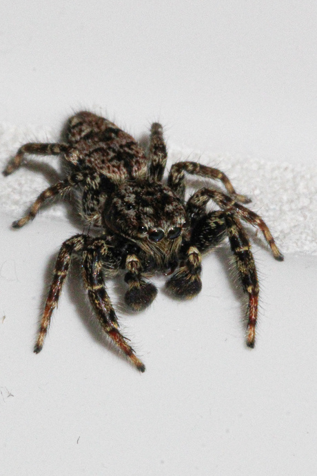 Jumping spider