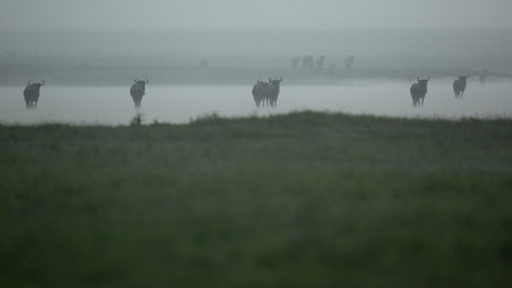 Bizons in de volle regen