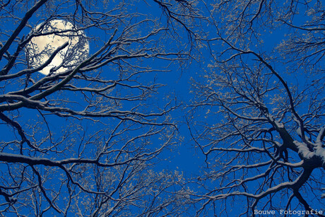 De maan en bomen