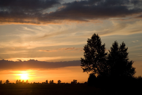 Bomen bij avondlicht
