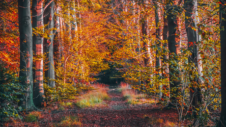 hoeveel herfst