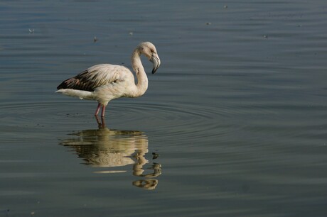 Flamingo in de randmeren