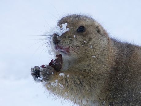 Winter bij de prairiehondjes