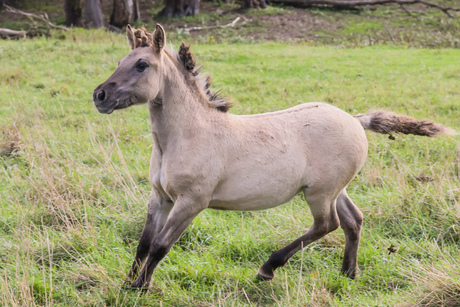 konik in draf