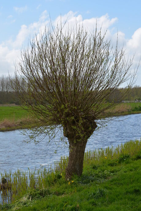 Mooie knotwilg in volle glorie