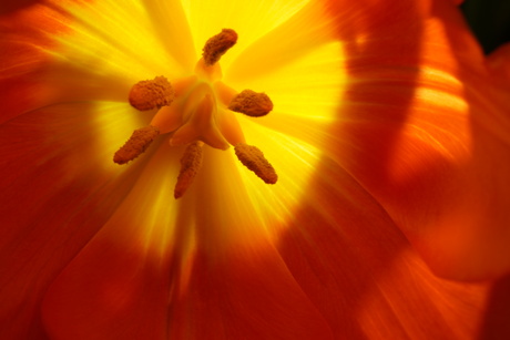 Tulp in de zon