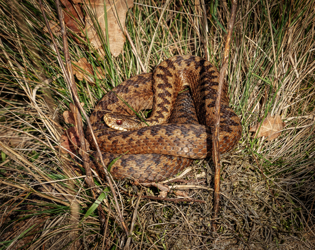 Adderweer in november