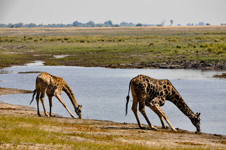 Giraffen in Chobe National Park